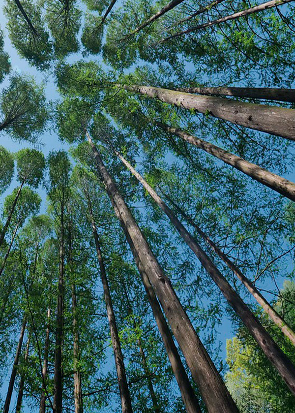 Bosques de tala controlada y regulada